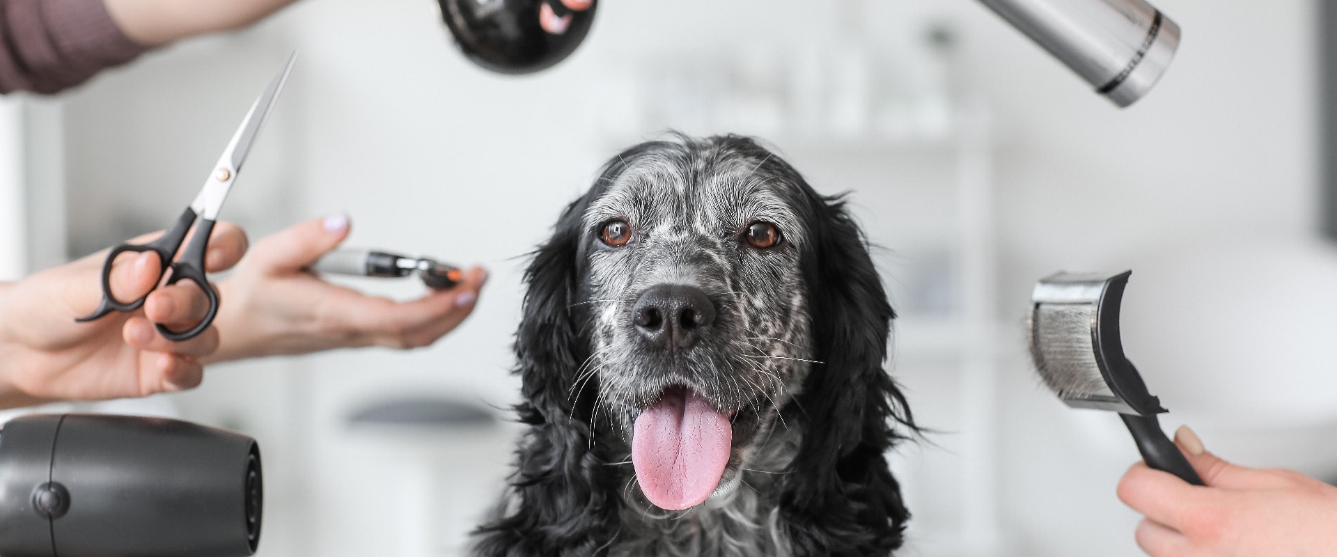 Cute dog and groomers with tools in salon