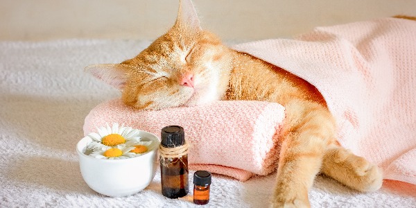 Sleeping cat on a massage towel. Also in the foreground is a bottles of aromatic oil  and chamomile flowers. Concept: massage, aromatherapy, body care.