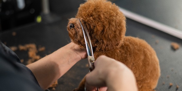 Woman trimming toy poodle with scissors in grooming salon.